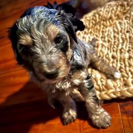 Aussiedoodle Puppies from Hills Barkery