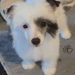 Chinese Crested and Miniature American Shepherd Puppies from Carousel Kennel