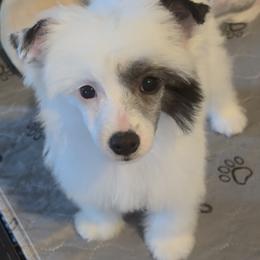 Chinese Crested and Miniature American Shepherd Puppies from Carousel Kennel