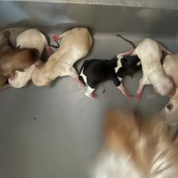 Jason - Tan male Morkie puppy in Taylorsville, North Carolina from Mountain Top Hot Tailz