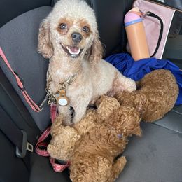 Poodle Puppies from Red toy poodles