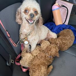 Poodle Puppies from Red toy poodles