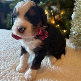 Boy 5 - male Bernedoodle puppy in Perrysville, Ohio from Pleasant Valley Bernedoodles