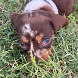 Shorthair Dapple Girl 2 White - Dapple female Dachshund puppy in Buckeye, Arizona from Ryder's Roundup