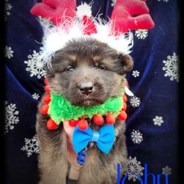 John McClain - Black and tan male German Shepherd puppy in Fort Jennings, Ohio from Von Holtzapple German shepherds