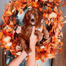 Purple Girl - Red  female Goldendoodle puppy in Beecher, Illinois from Cherry Lane Doodles