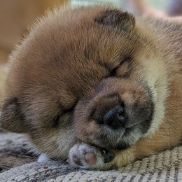 Shiba Inu Puppies from Takikawa Shiba Inus