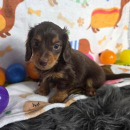 Chocolate Tan Male - Chocolate and tan male Dachshund puppy in Austin, Colorado from Colorado Mini Dachshunds