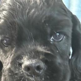 Cavalier King Charles Spaniel puppies from Encore Cockers