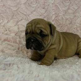 Bulldog Puppies from Semper Fi Bulldogs