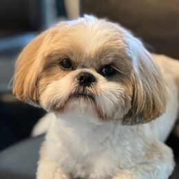 Emerald - Shih Tzu