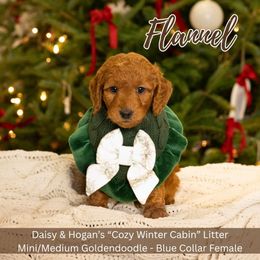 Flannel - Blue Collar Girl - Red  female Goldendoodle puppy in Meadville, Pennsylvania from Doodle Paws Pups