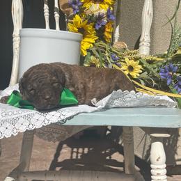 Boone - Chocolate male Labradoodle puppy in St George, Utah from Terra's Swann's Kennels