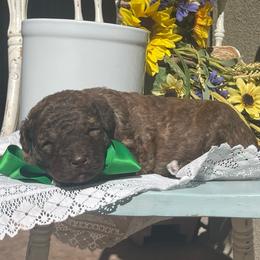 Boone - Chocolate male Labradoodle puppy in St George, Utah from Terra's Swann's Kennels