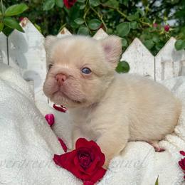 Cream puff - Cream male French Bulldog puppy in Tulsa, Oklahoma from EvergreenEliteKennel