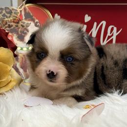Prancer - Blue merle female Toy Australian Shepherd puppy in Blacksburg, South Carolina from Blue’s Family Aussies