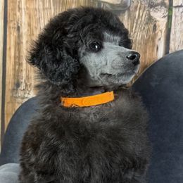 Orange Collar Boy - Silver male Poodle puppy in Kingston, Oklahoma from Tribal Poodles
