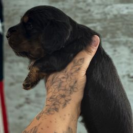 Black and Tan Long hair male - Black and tan male Dachshund puppy in Cutler Bay, Florida from Dadecounty’s Dachshunds