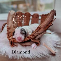 Diamond - Merle male Bernedoodle puppy in Benton, Arkansas from Cozy Creek Doodles