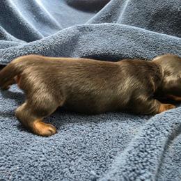 Pascal - Black and tan male Dachshund puppy in Stillwater, Oklahoma from Shade Tree Dachshunds