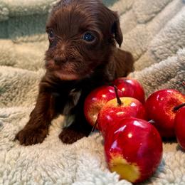 Cosmic Crisp - Chocolate male Yorkipoo puppy in Newville, Pennsylvania from Wonderfully Made Poodles & Doodles