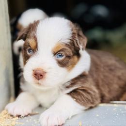 Copper - Red tri male Miniature Australian Shepherd puppy in Hempstead, Texas from Young Gun Aussies