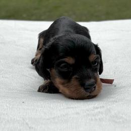 Sabrina - Black and tan female Dachshund puppy in Athens, Alabama from Weidenthal Dachshunds