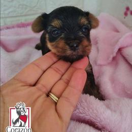 Sophie Baek - Black and tan female Yorkshire Terrier puppy in California from Corazon de gigante