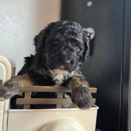 Marvel - Tri-color male Bernedoodle puppy in Blackfoot, Idaho from Draper Mountain Doodles