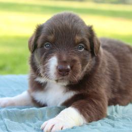 Rabbit - Red tri-color male Australian Shepherd puppy in Star City, Arkansas from Blush & Lace Aussie Co.