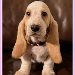 Pink - Lemon and white female Basset Hound puppy in Columbia, South Carolina from Pawmetto Hounds