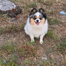 Leah - Pomeranian