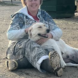 Labrador Retriever All Grown Up from Twisted Wire Ranch Retrievers