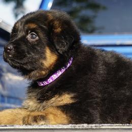Gretchen - Black and red female German Shepherd puppy in Muldrow, Oklahoma from Reizarf Kennels