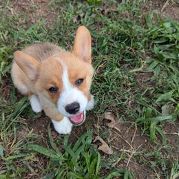 Pembroke Welsh Corgis from C&W Corgis