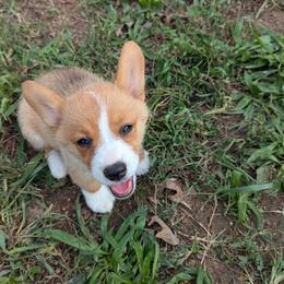 Pembroke Welsh Corgis from C&W Corgis