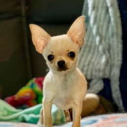 Nugget - Gold male Chihuahua puppy in Bucks County, Pennsylvania from Sweet Bean Chihuahuas