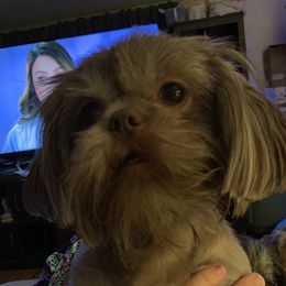 Scooter - Shih Tzu