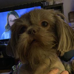 Scooter - Shih Tzu