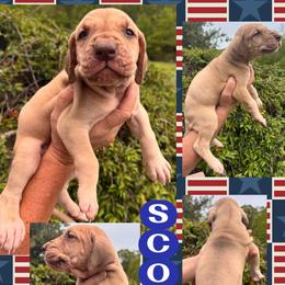 Scooby - Silver male Great Dane puppy in Wellsville, New York from Prophecy Danes