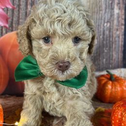 Green Collar - Cream male Goldendoodle puppy in Waterford, California from Windy Hill Doodles