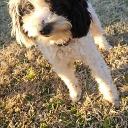 Bunny - Maltipoo