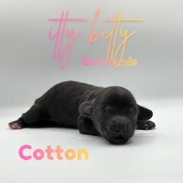 Cotton - Black female Dachshund puppy in Canton, Texas from Itty Bitty Dachshunds
