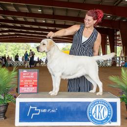 Labrador Retriever Puppies from Flashylabs AKC GRAND CHAMPION SIRED