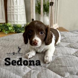 Sedona - Chocolate and tan female Dachshund puppy in Kemp, Texas from Koli Acres