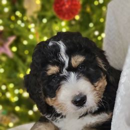 Comet - Tri-color male Bernedoodle puppy in Shelton, Washington from NW Bernedoodles of Washington