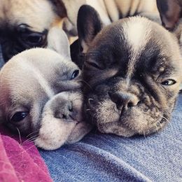 French Bulldog Puppies from Scrumptious Paws