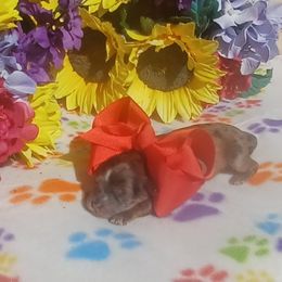 Calvin - Merle male Shihpoo puppy in Delphos, Ohio from Route 66 Poodles & Doodles, Sapphire Shih-tzu's of Ohio