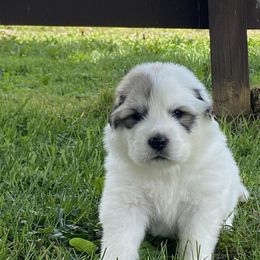 Boy 5 - Great Pyrenees puppy in Pennsylvania from Davis Pyrs of the Northern Tier