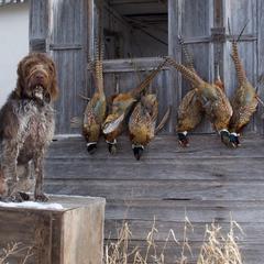 German Wirehaired Pointer All Grown Up from Osborne’s Wirehairs